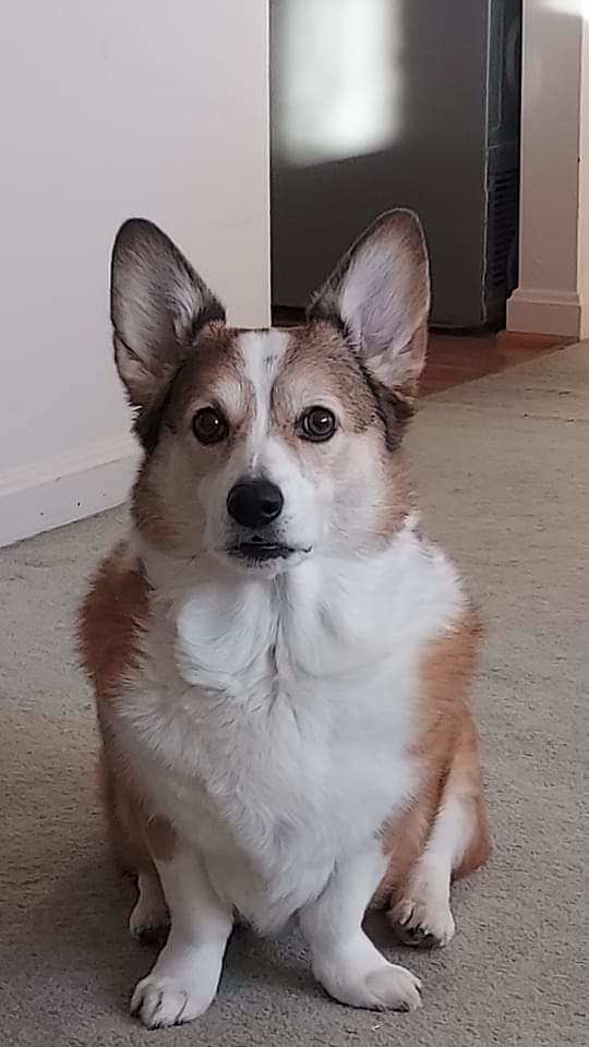 abby.jpg