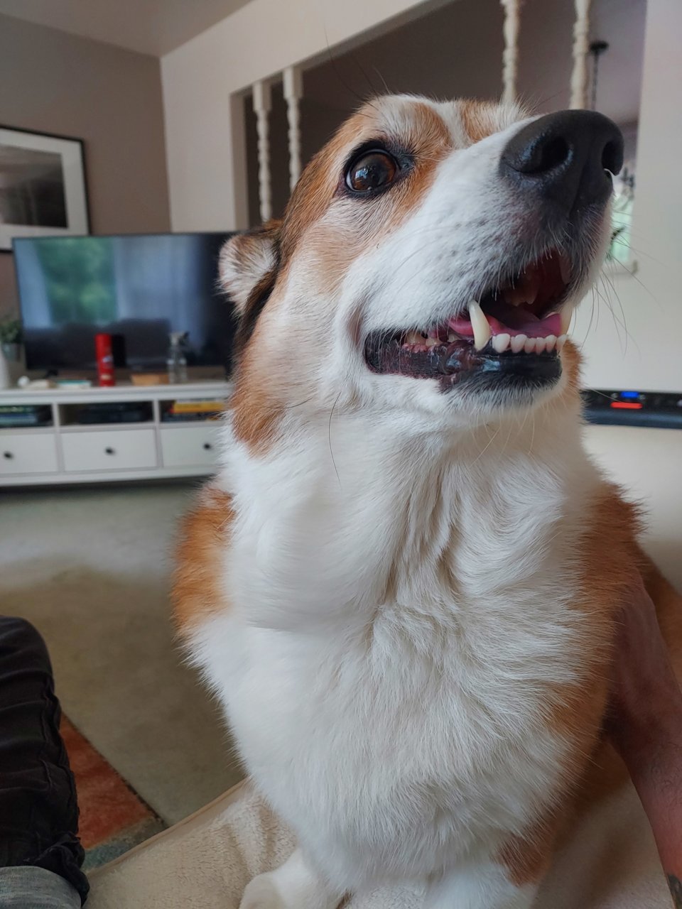 abby.jpg