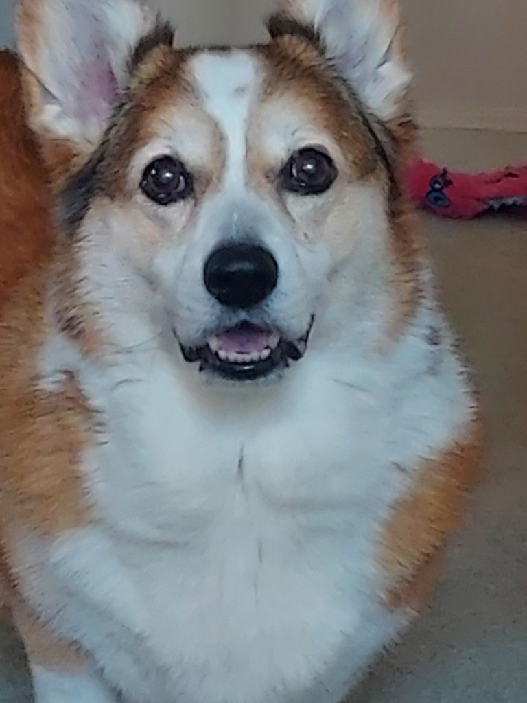 abby.jpg