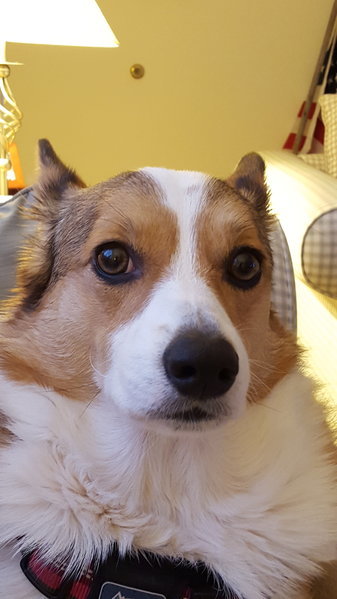 abby3.jpg