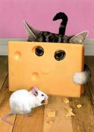 ABC08%7EABC-Cat-peering-through-cheese-P_73fc4b8ca9b879b30c1724944a72fb795a702a31.jpg