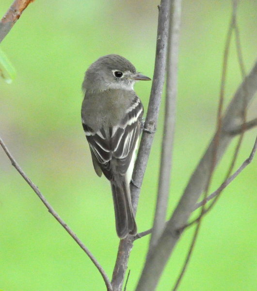 Acadian Flycatcher.jpg