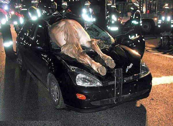 Accident-Horse_c2b3d55edd75170d44dd54b96b796a329ff7fa34.jpg