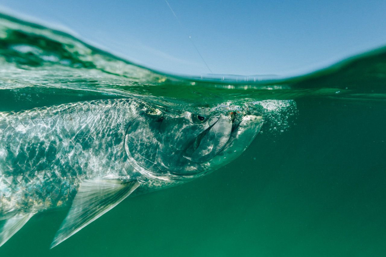 acoit_tarpon-8631.jpg