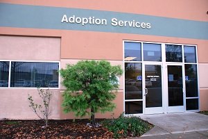 Adoption_Services.jpg