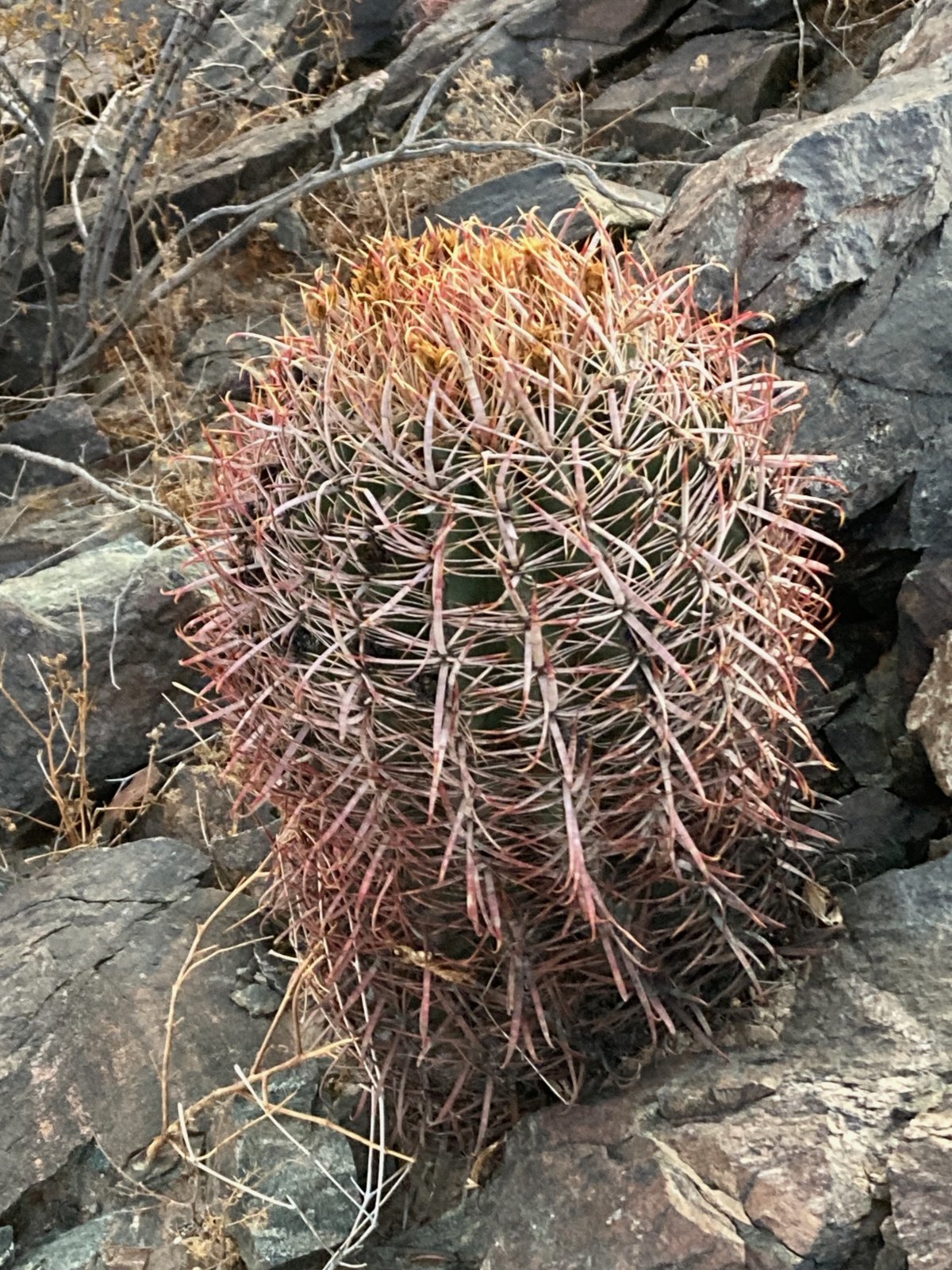 AdultCactus.jpg
