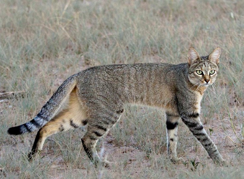 African_Wildcat_RL.PNG.png