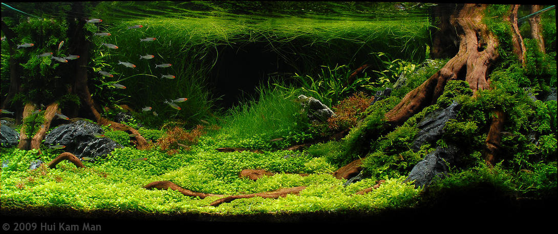 aga-aquascaping-contest-winner.jpg
