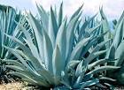 Agave.jpg