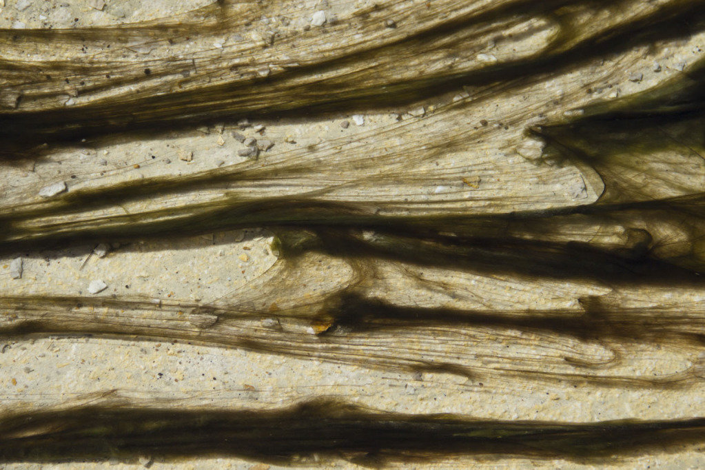 algae_ca059823856aaa141d49e7be26a48ab0c1613ad6.jpg