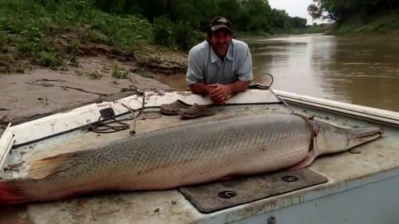 alligator gar1.jpg
