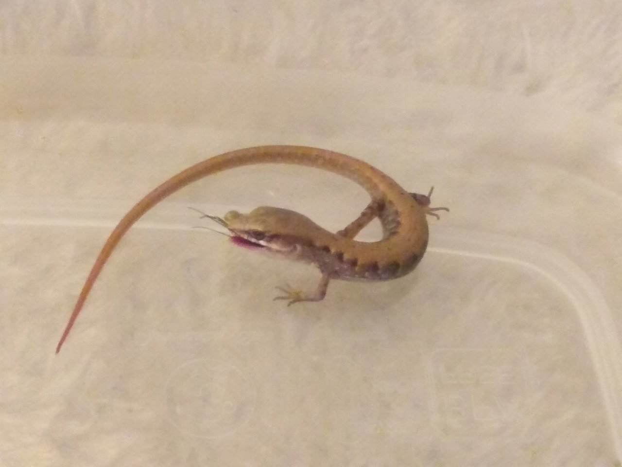 AlligatorLizard_p2.jpg