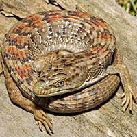 AlligatorLizard_pic1.jpg