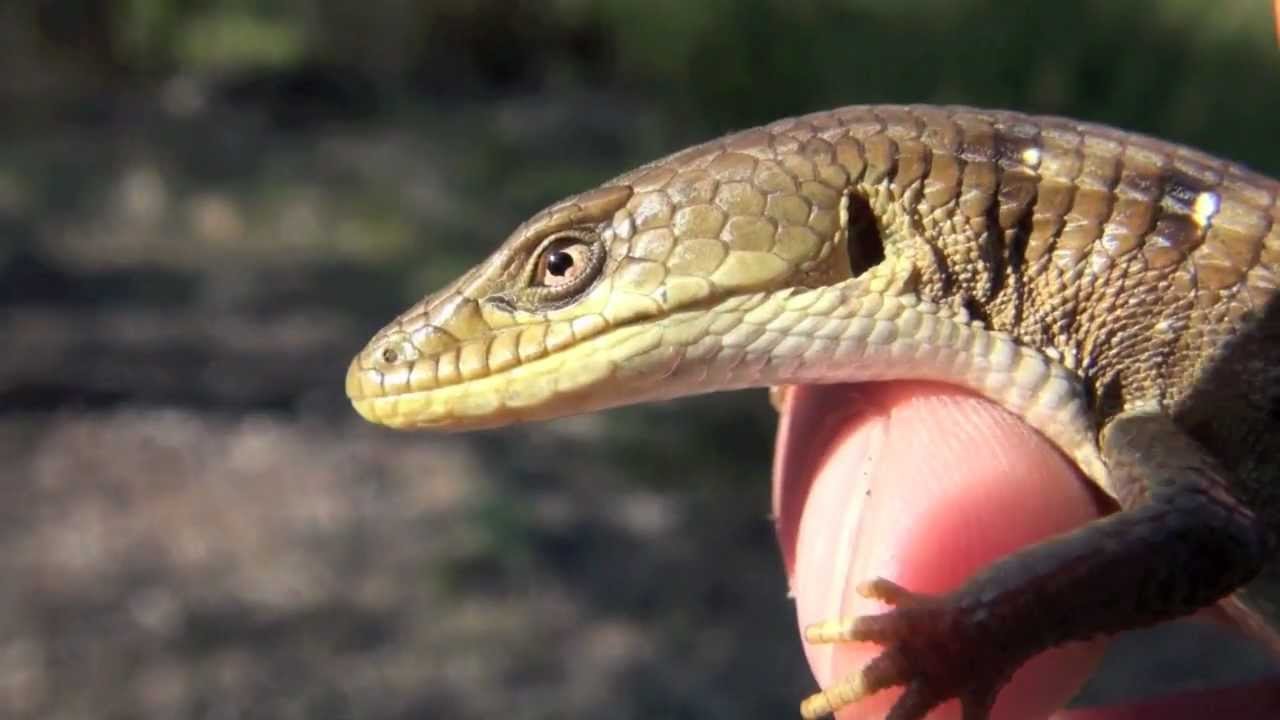 AlligatorLizard_pic2.jpg