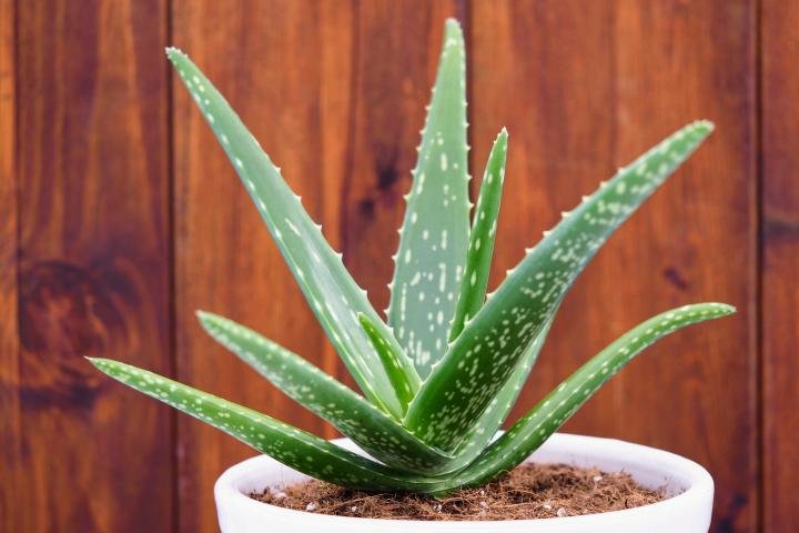 aloe-vera-white-pot_sunwand24-ss_edit.jpg