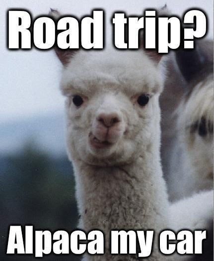 alpaca-my-car-road-trip-meme-trouveler-7.jpg