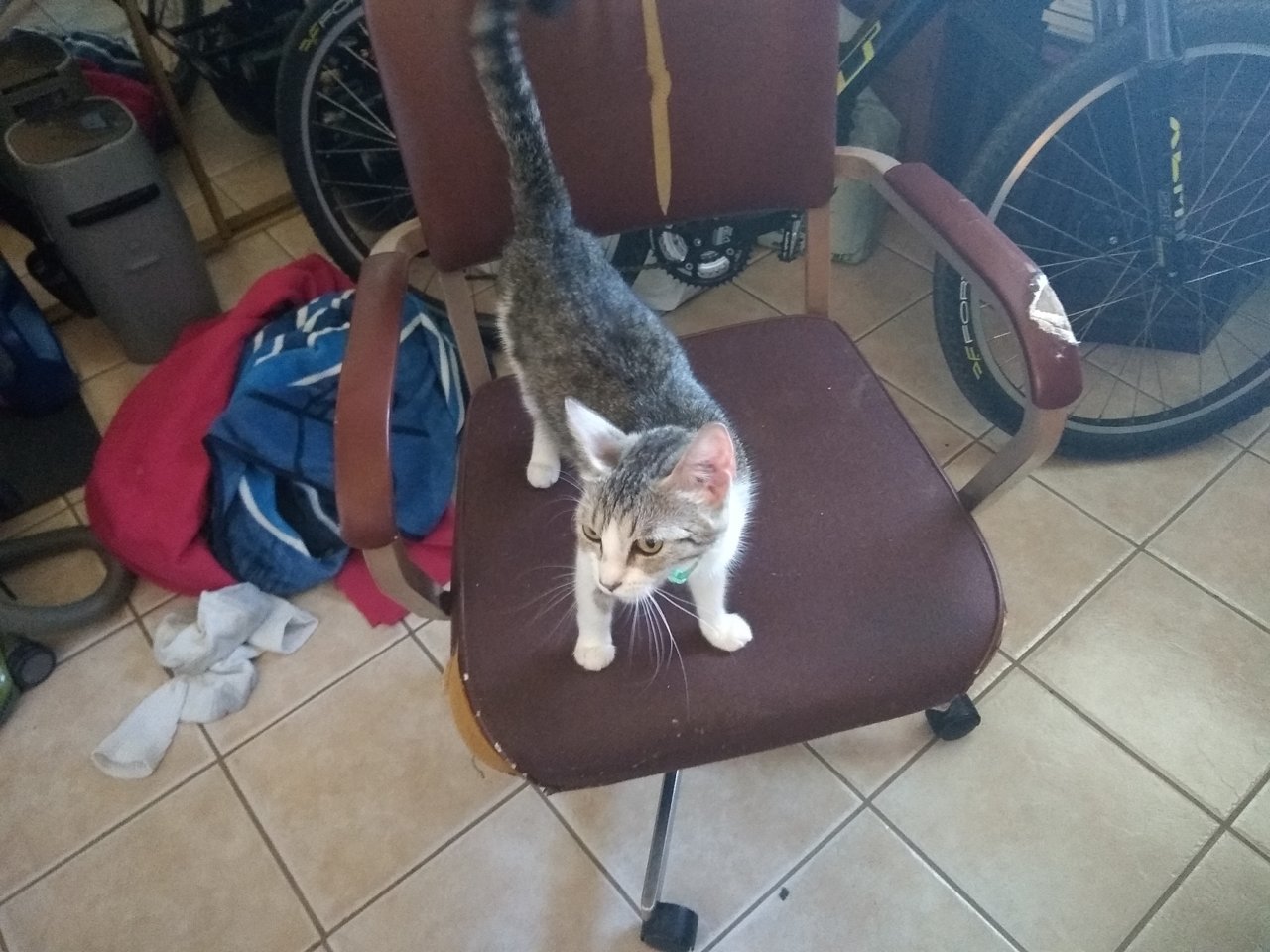 AlreadyTakingOverMyFavoriteChair.jpg
