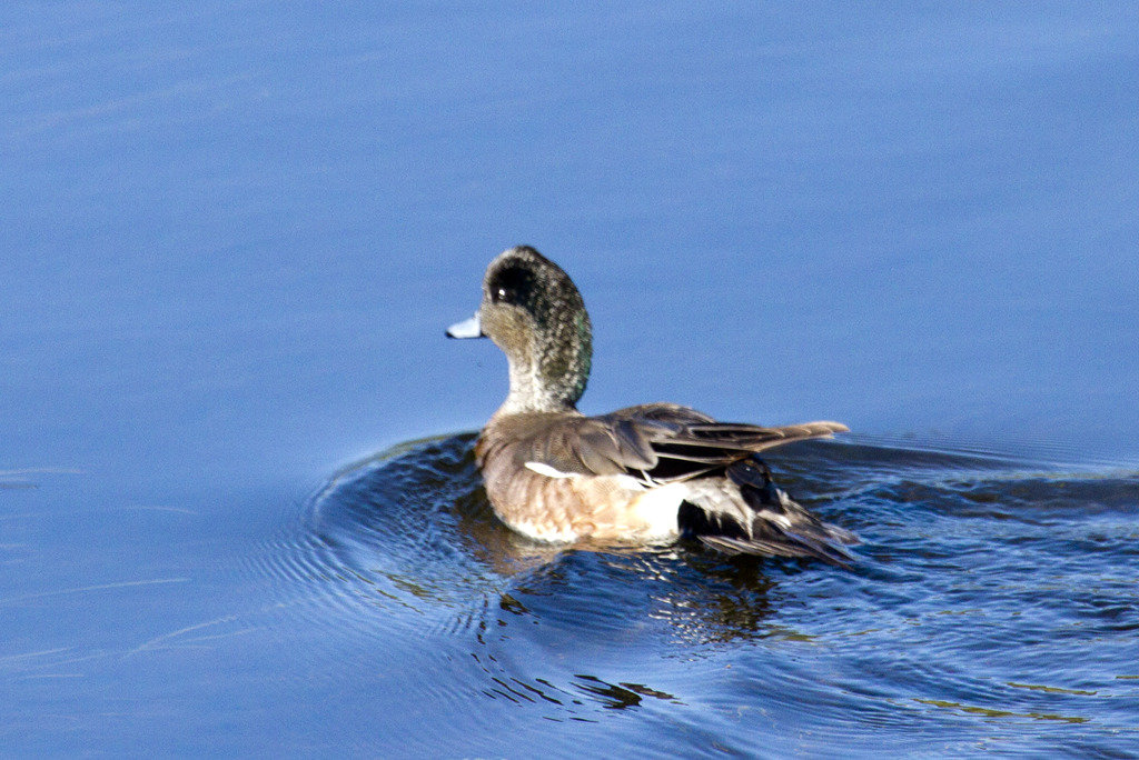 am%20widgeon_zps8ydnp1x1_9a75e295b47c4e6a4bef32422ed3fdb8326da9dd.jpg