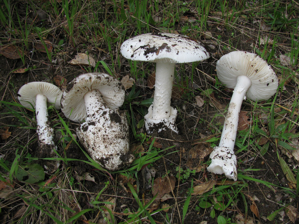 Amanita_ocreata_79782.jpg