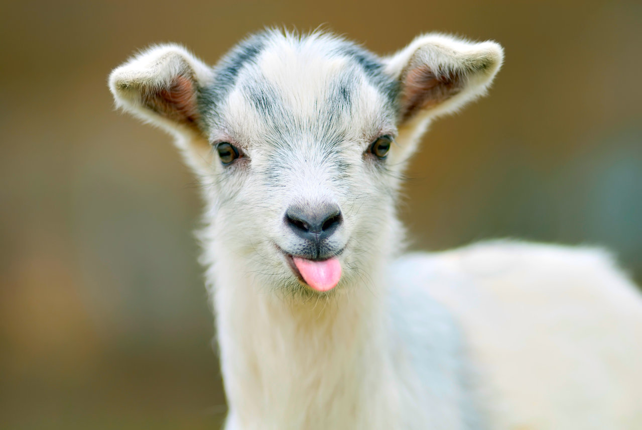 american-airlines-says-no-emotional-support-goats.jpg