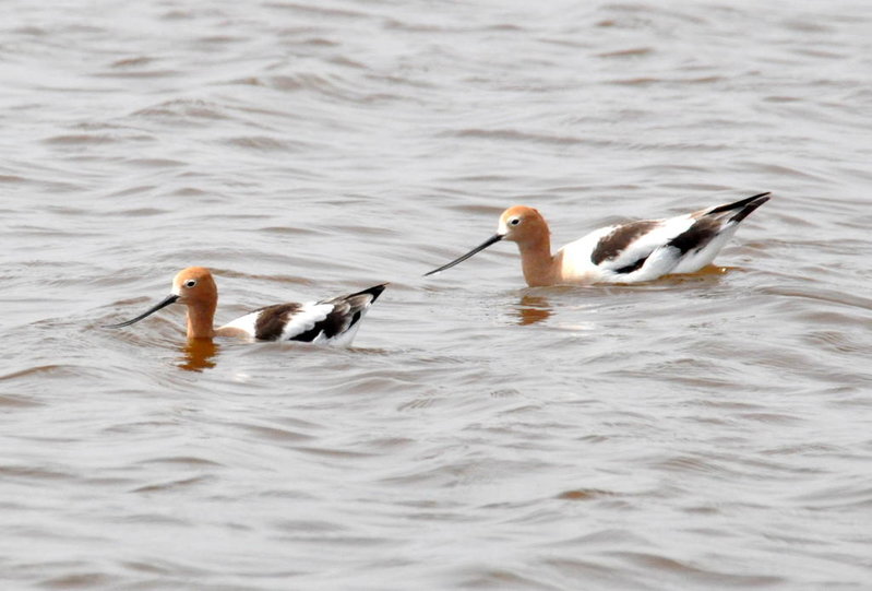 American Avocets.jpg