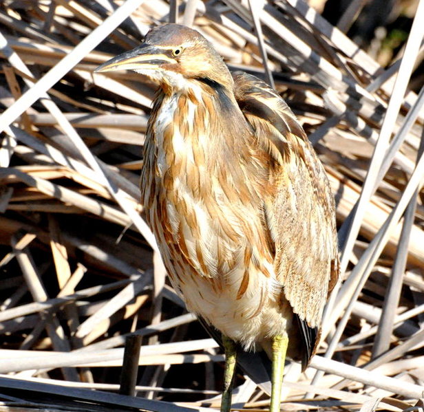 American Bittern.jpg