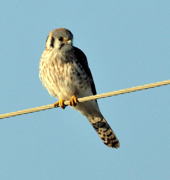 American Kestrel.jpg