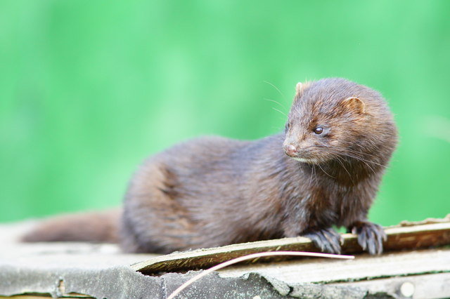 American-Mink.jpg