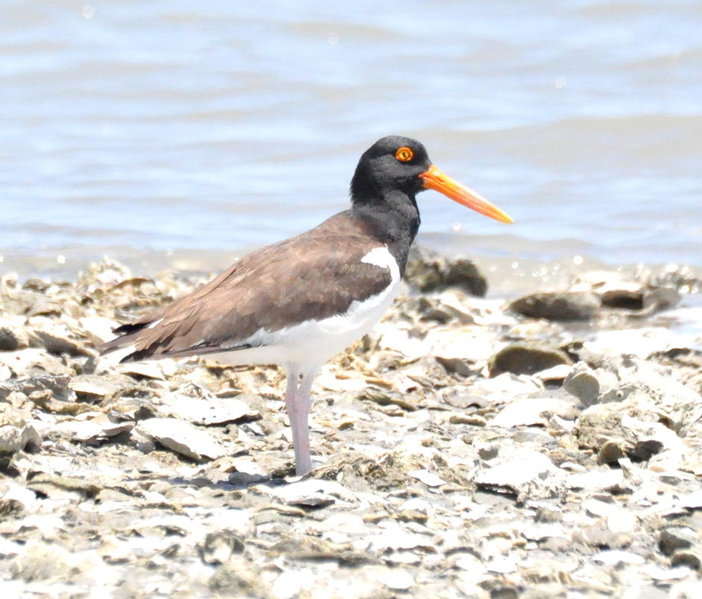 American Oystercatcher.jpg