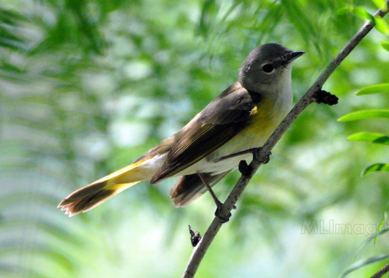 American Redstart female.jpg