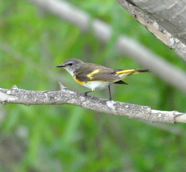 American Redstart.jpg