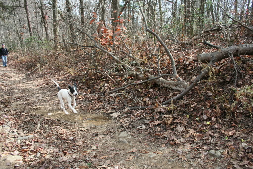 Amicalola_111410022_5af3d8794d71f414625835e3c74a01fc2368e877.jpg