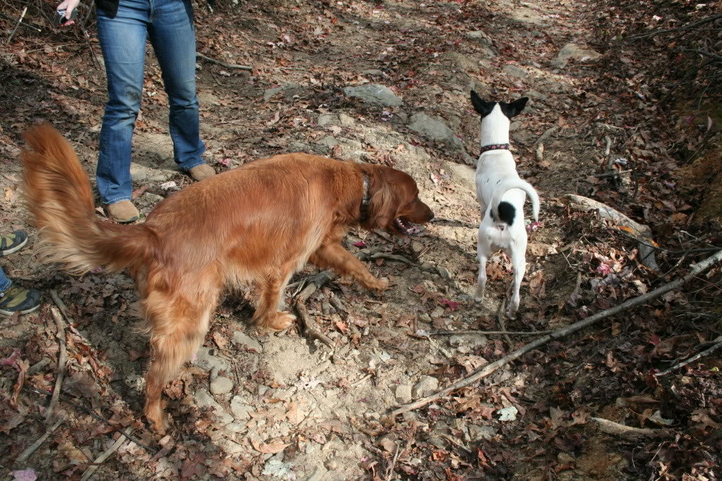Amicalola_111410024_565ea71b26c589f5298a438d35a1e8af3cafc672.jpg
