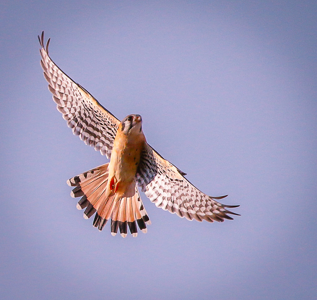 (AMKE) Falco Sparverius.FL. American Kestrel.jpg