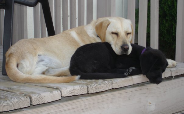 Amy & Rolo napping..jpg