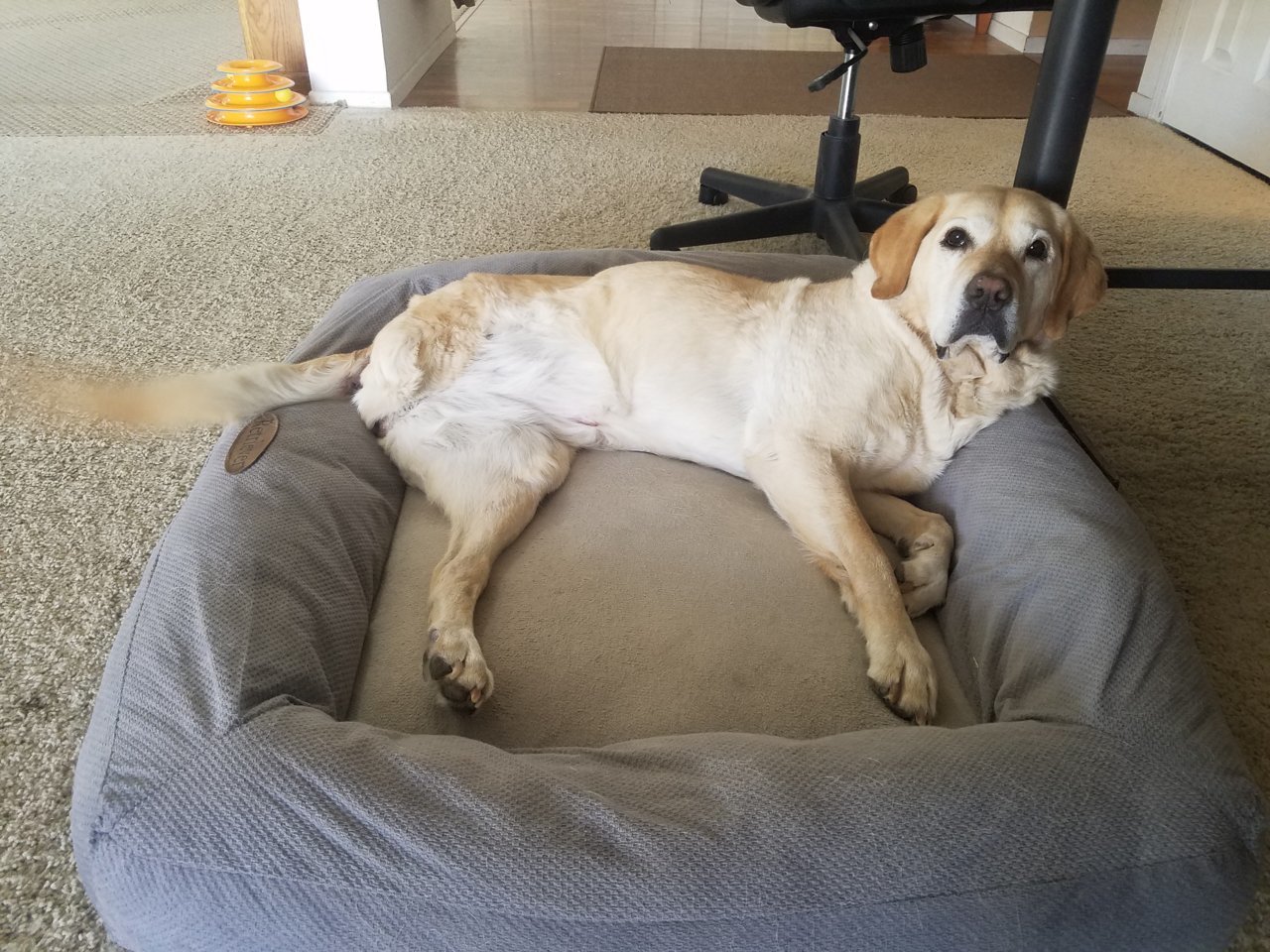AmyLaying.jpg