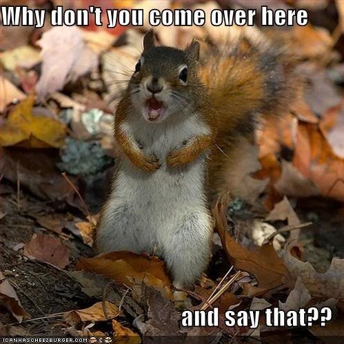 angry_squirrel_fa38c2a71f532d7514adac971a57ed9c198c7236.jpg