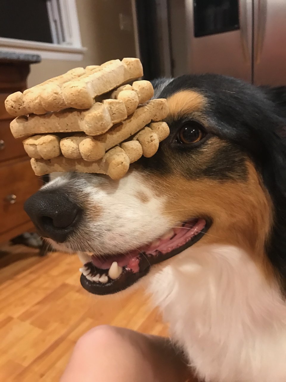 Angus and biscuits.jpg