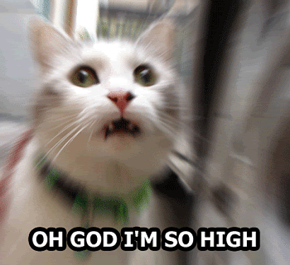 ani_high-cat_77a4a7a85b87935ae7bd3017abc62cbd7f420fa3.gif