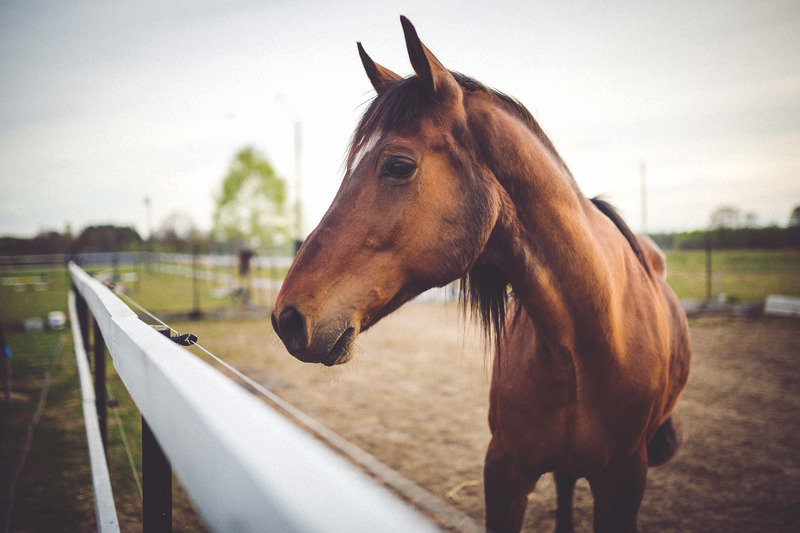 animal-brown-horse_zpsvasf8v53_aed5da34ba483f50c57d59cd45a26c296928b67d.jpg