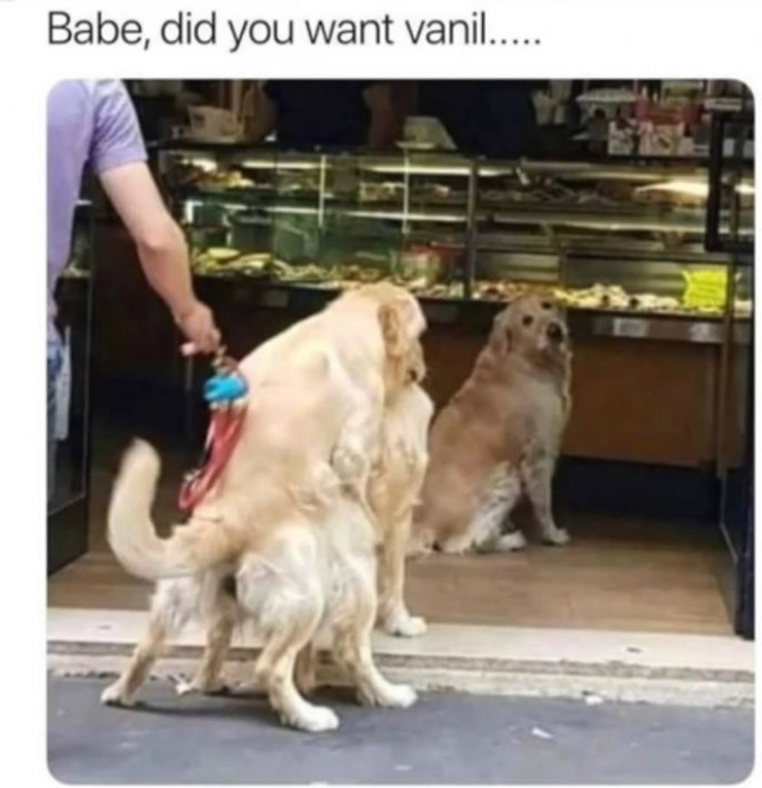 Animal-Memes-4-E.jpg