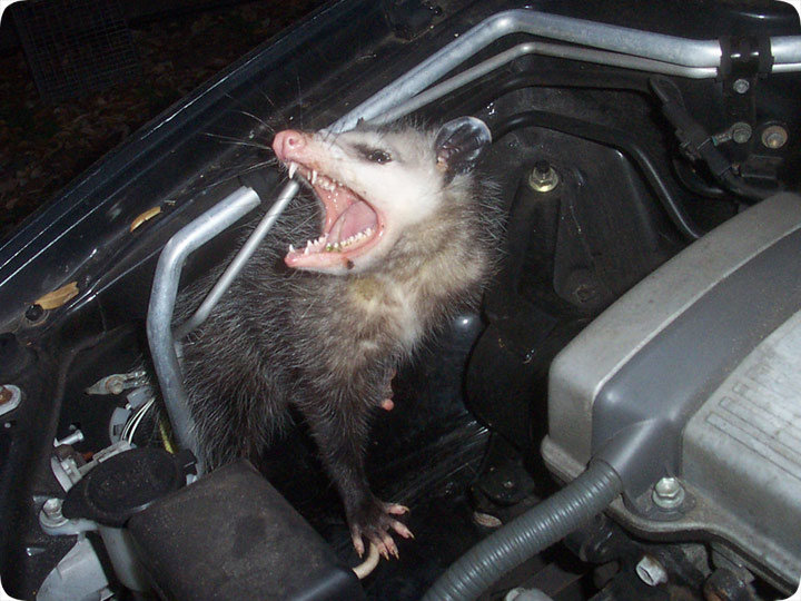 animalcar.jpg
