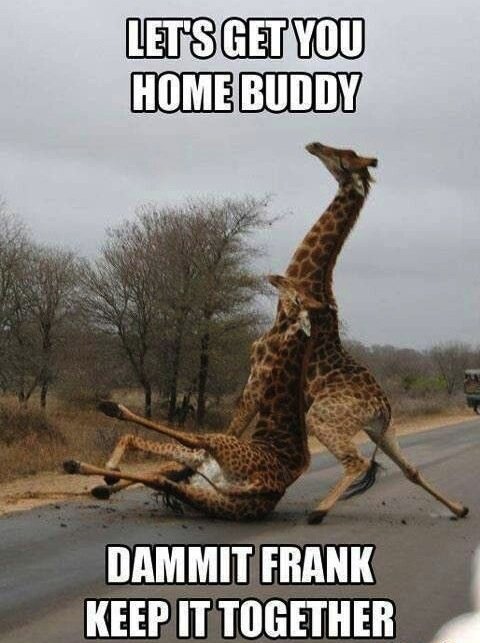 Animals-Memes---dammit-frank.jpeg.jpg