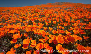 antelope-valley-poppy-preserve-25224.jpg