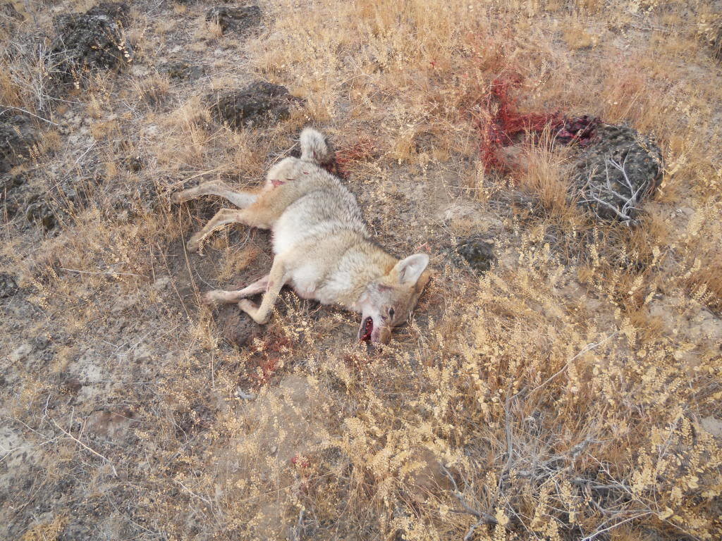 antelophunt001_1a662d33757396d96d7c606b5e537e69d70f6f82.jpg