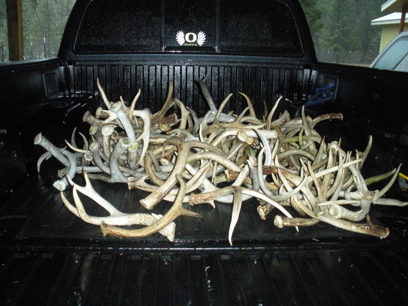 Antler Blocksburg 002.jpg