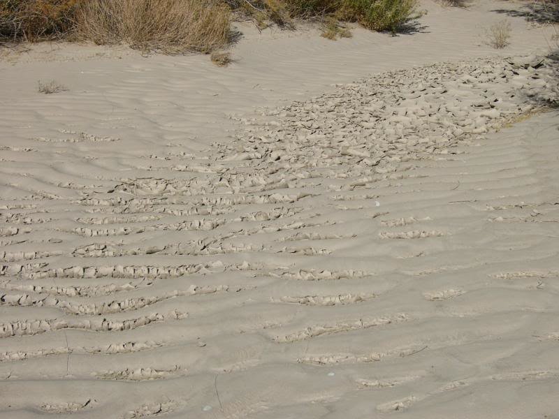 AnzaBorrego090_9424117cf503f93bcdabac63c152371c55b8f80a.jpg