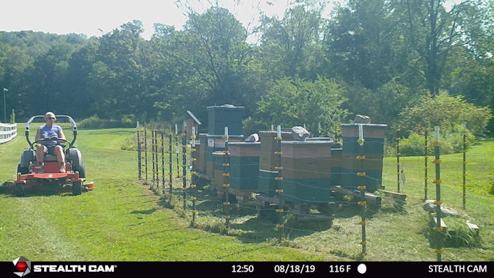 Apiary 1.jpg