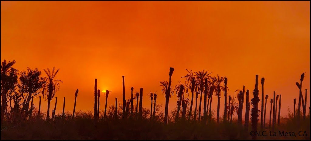 Apocalypse_Now_f6103af46b9d910c5d4c36ed43fba510e948cd16.jpg