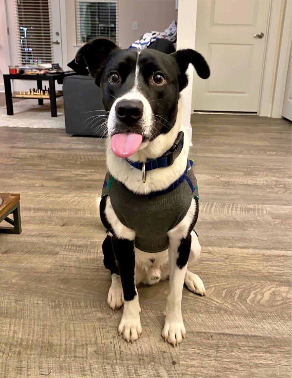 Apollo tongue 1.jpg